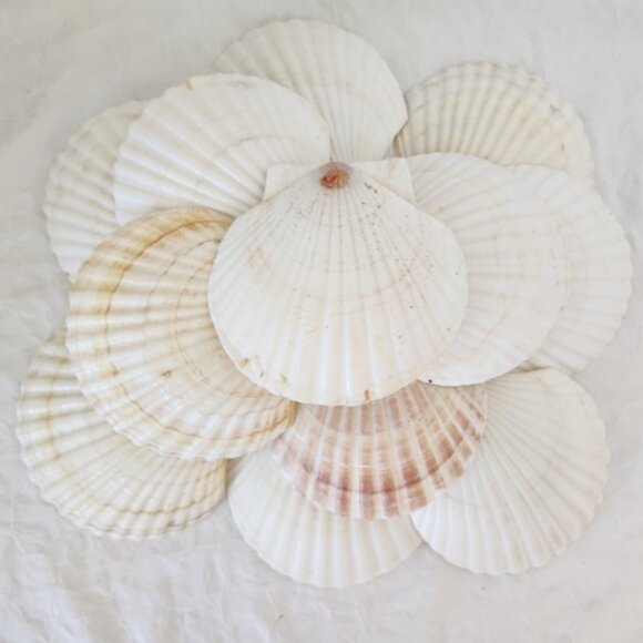 Vintage Other - LOT Japanese Scallop Shells for Cooking